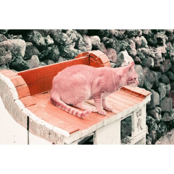成功攝影 全新 Lomography Simple Use Camera 400/36 Color Negative 紫色調 負片 即可拍 可重新上片：圖片 6